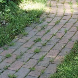 Рост сорняка в швах плитки